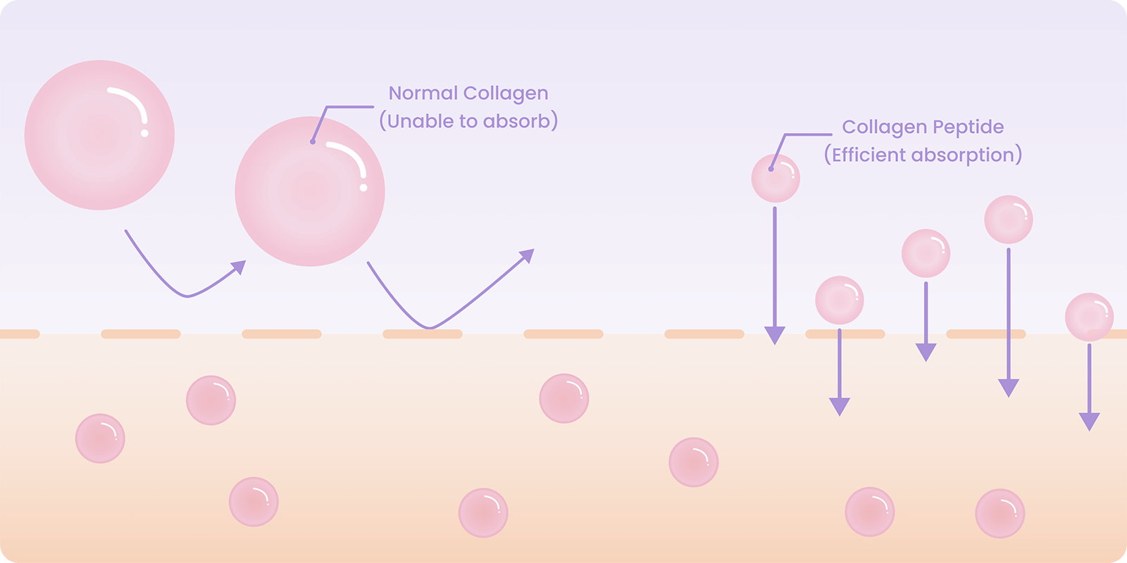 Diagram showing the difference between normal collagen and collagen peptides