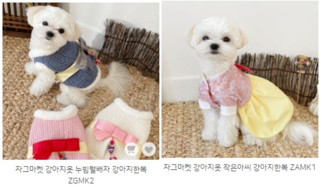 white small dog wearing hanboks