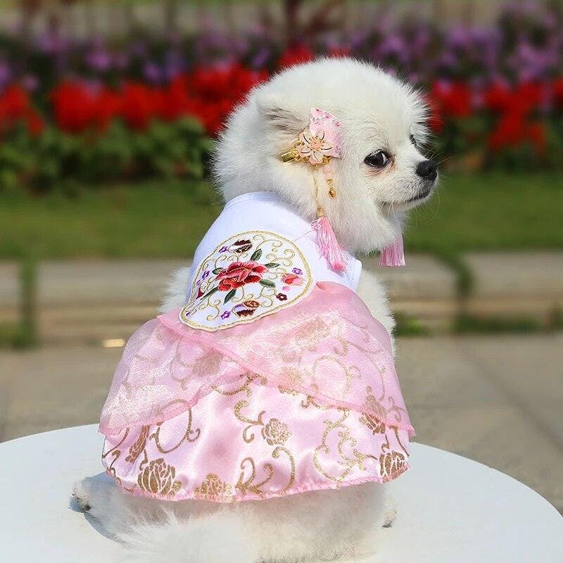 white dog wearing hanbok dress