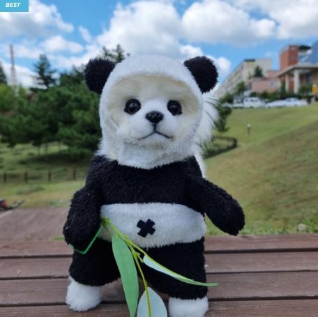 White dog with panda costume